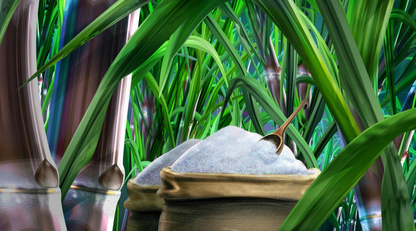 cana-acucar-ilustracao.jpg